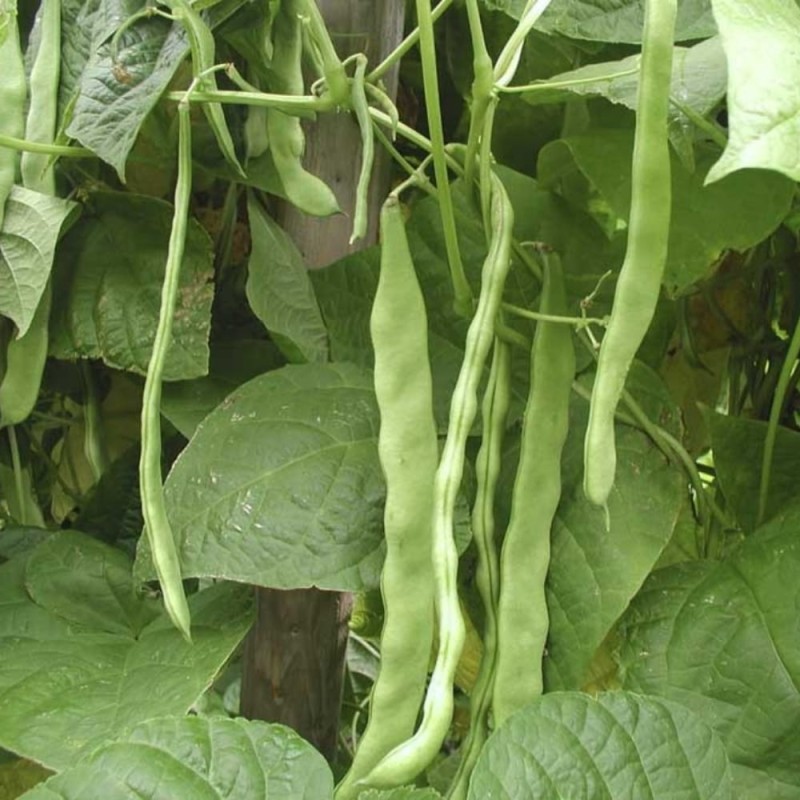 Fasola szparagowa tyczna hilds Neckarkönigin nasiona xxl (3).jpg