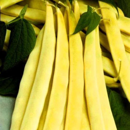 Fasola szparagowa ZŁOTA SAXA karłowa żółta - ZESTAW 5x50g nasiona W1