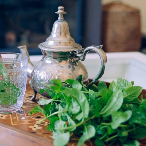 Mięta Marokańska sadzonka C1