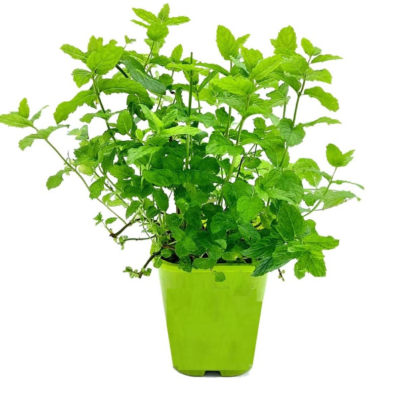 Mięta Marokańska (Mentha spicata Moroccan) Sadzonka.jpg