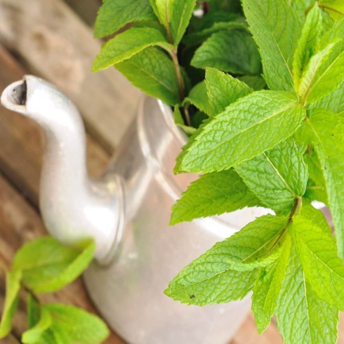 Mięta kłosowa nasiona 0,1g