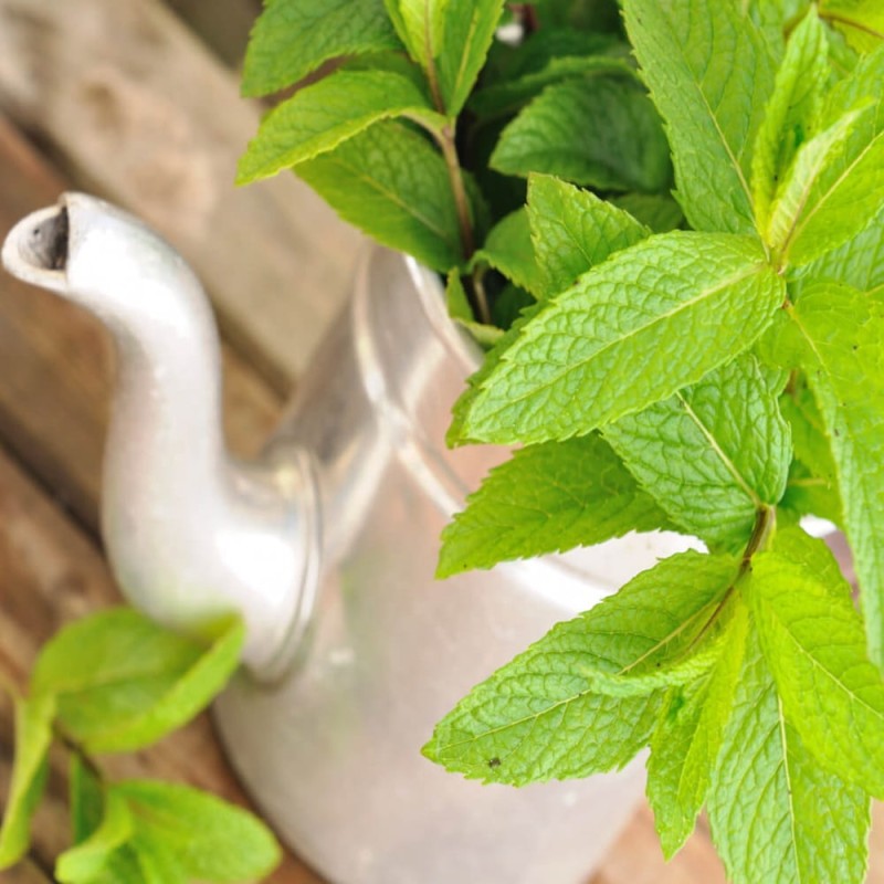 Mięta kłosowa (Mentha spicata) nasiona 0,1g (2).jpg