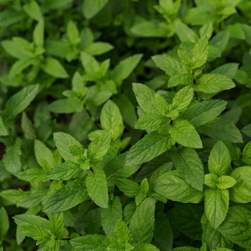Mięta kłosowa (Mentha spicata) nasiona 0,1g.jpg