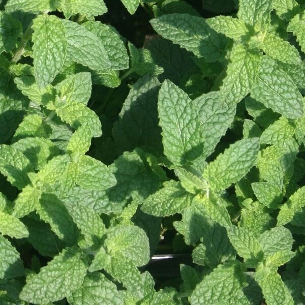Mięta Imbirowa (Mentha gracilis Ginger) Sadzonka (5).jpg