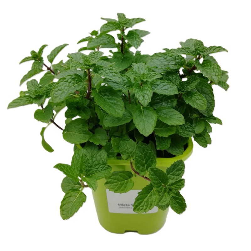 Mięta Cytrynowa Hillary's Sweet Lemon (Mentha) Sadzonka.jpg