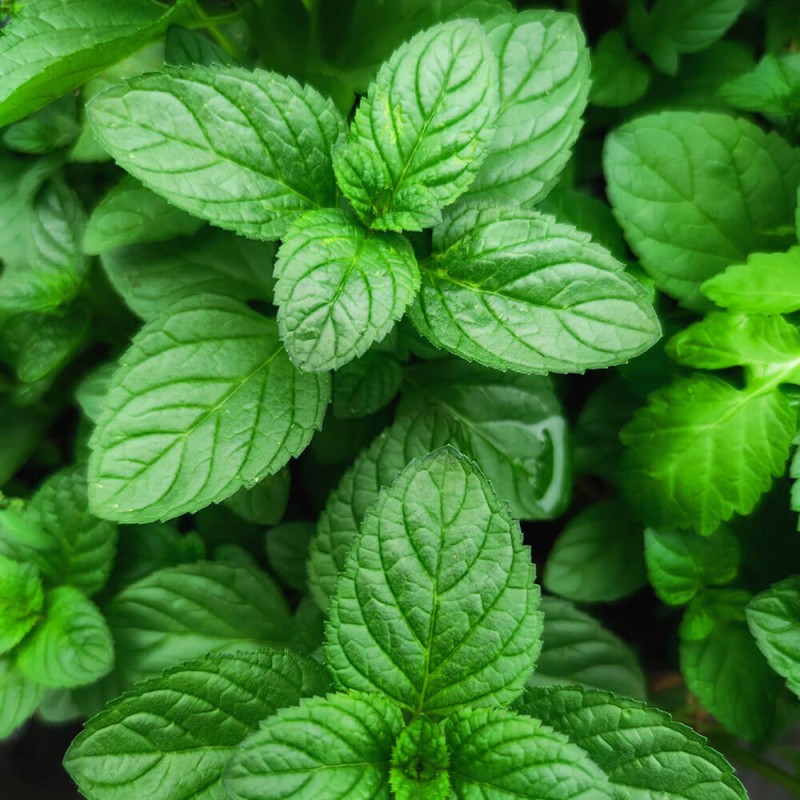 Mięta Cytrynowa Hillary's Sweet Lemon (Mentha) Sadzonka (2).jpg