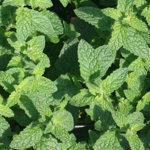 Mięta Bananowa (Mentha arvensis Banana) Sadzonka (1).jpg