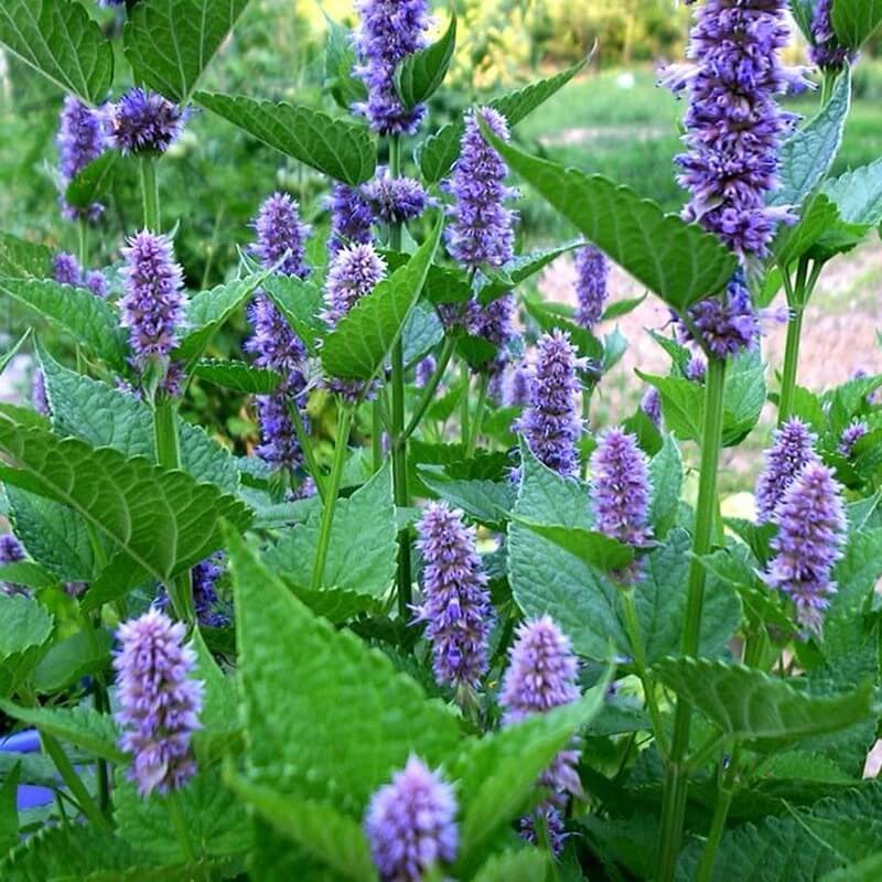 Mięta Meksykańska (Mexican Mint) KUBAŃSKIE OREGANO nasiona 0,1g (1).jpg