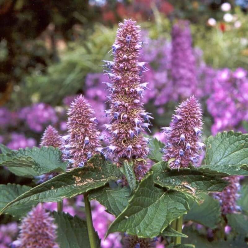 Mięta Meksykańska (Mexican Mint) KUBAŃSKIE OREGANO nasiona 0,1g (3).jpg