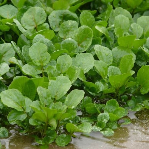 Rukiew wodna nasiona 0,1g