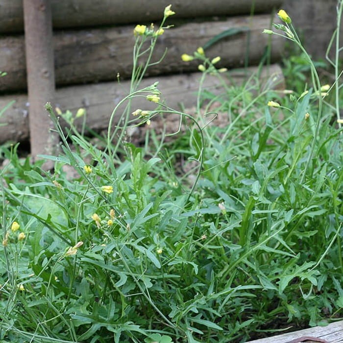 Rukola (Rucola selvatica ) Sadzonka (2).jpg