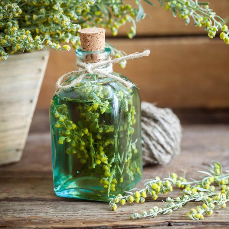 Piołun Bylica (Artemisia absinthium) Sadzonka  (1).jpg