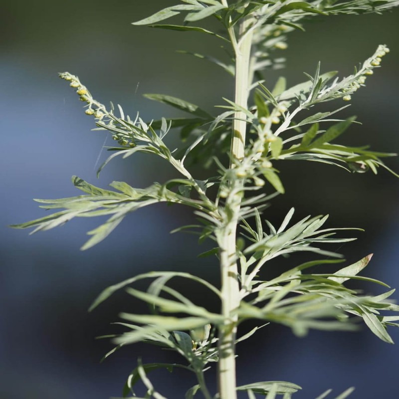 Piołun Bylica (Artemisia absinthium) Sadzonka  (5).jpg