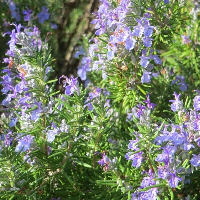 Rozmaryn (Rosmarinus offcinalis) 0,1g Nasiona.jpg