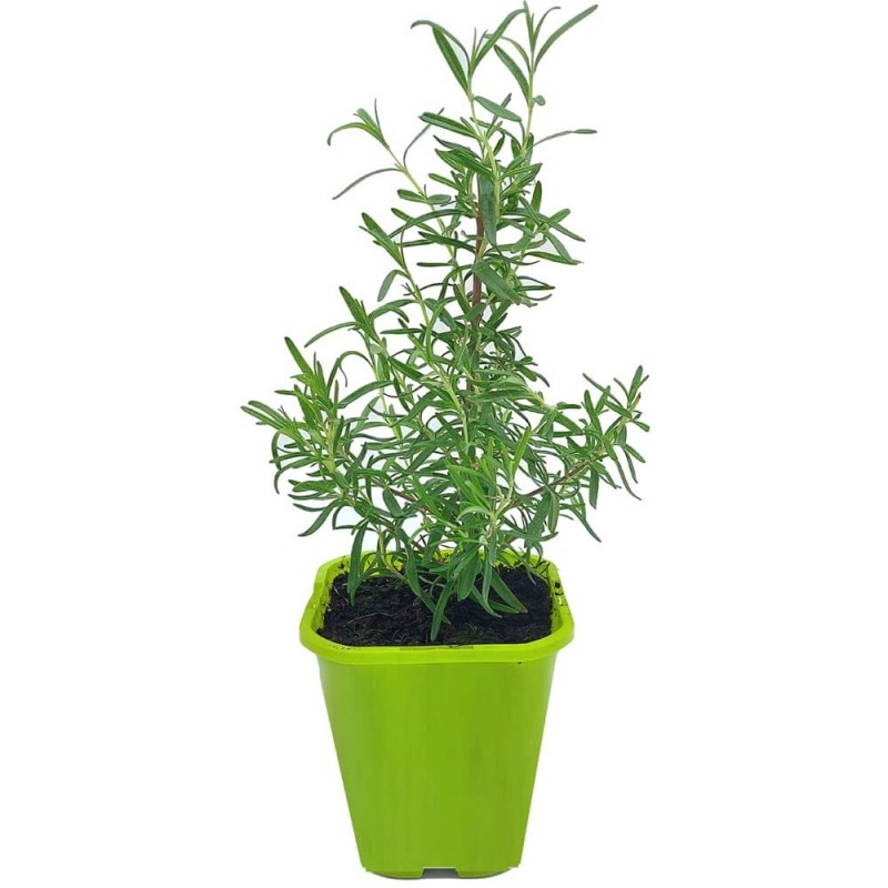 Rozmaryn lekarski (Rosmarinus) Sadzonka C1 (1).jpg