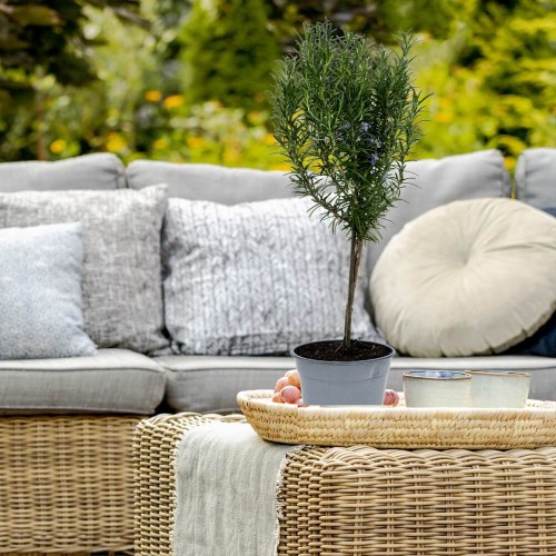 Rozmaryn na pniu sadzonka P14 30-50cm