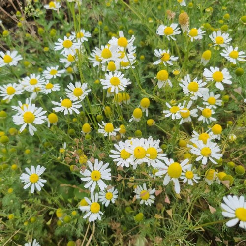 Rumianek nasiona 0,2g