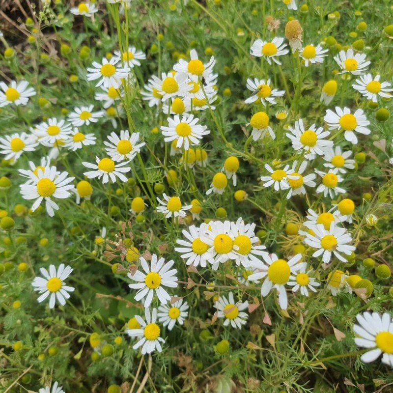 Rumianek (Matricaria chamomilla) nasiona 0,2g (3).jpg