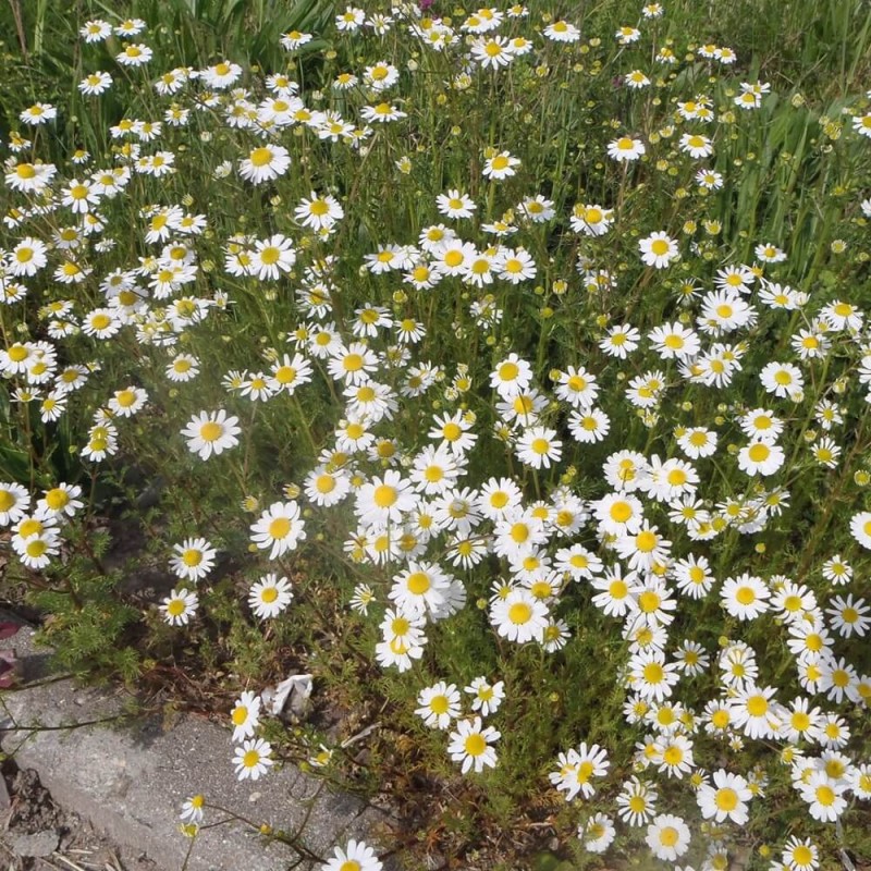 Rumianek lekarski (Matricaria chamomilla) Sadzonka C1 (2).jpg