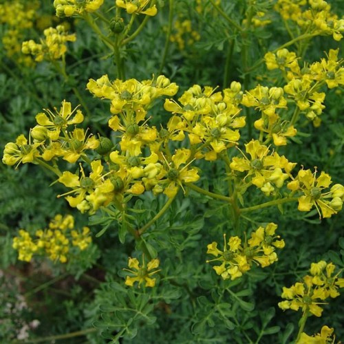 Ruta zwyczajna nasiona 0,3g