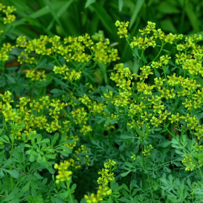 Ruta zwyczajna (Ruta graveolens) nasiona 0,3g (2).jpg