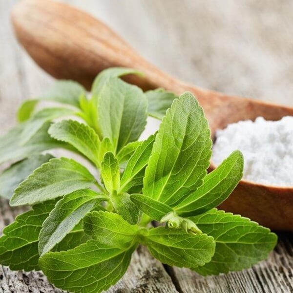 Stewia naturalny słodzik Stevia (Stevia rebaudiana) Sadzonka C1  (1).jpg