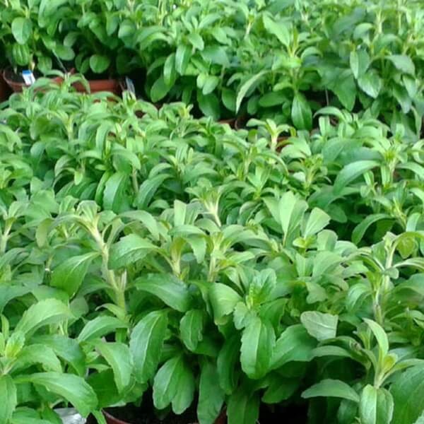 Stewia naturalny słodzik Stevia (Stevia rebaudiana) Sadzonka C1  (4).jpg