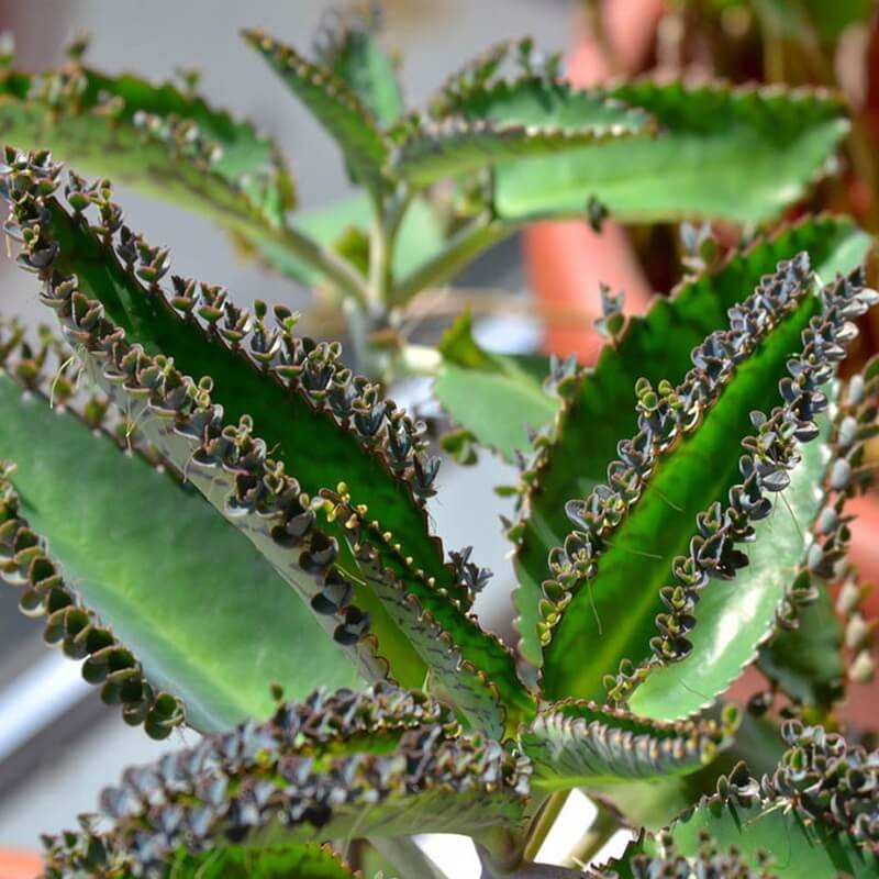 Żyworódka Daigremonta lecznicza (Kalanchoe daigremontiana) Sadzonka (2).jpg