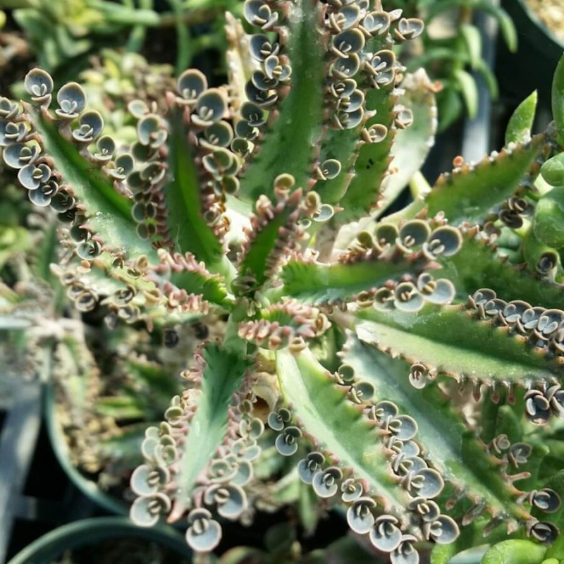 Żyworódka Daigremonta lecznicza (Kalanchoe daigremontiana) Sadzonka (1).jpg