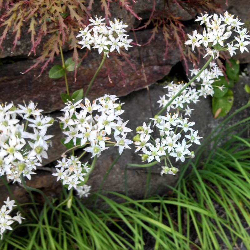 Szczypiorek Czosnkowy (Allium tuberosum) nasiona 1g (2).jpg