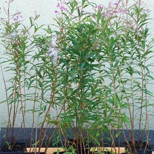 Wierzbówka kiprzyca - Rosyjska Herbata (Epilobium angustifolium) C1.jpg