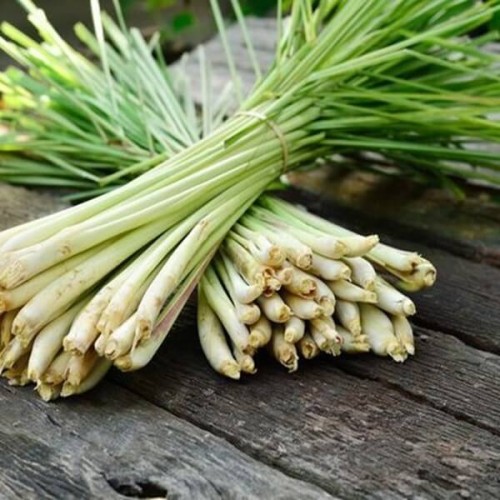 Trawa cytrynowa nasiona 0,1g