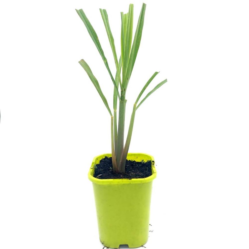 rawa Cytrynowa (Cymbopogon citracus) 2in1 Ozdoba i Przyprawa Sadzonka (2).jpg