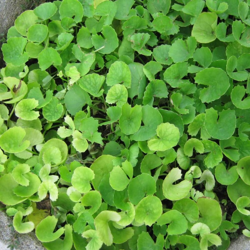 Wąkrota azjatycka 'Gotu Cola' (Centella asiatica) Sadzonka (2).jpg
