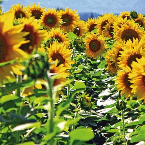 Słonecznik ogrodowy jadalny 10x10g zestaw nasion W2