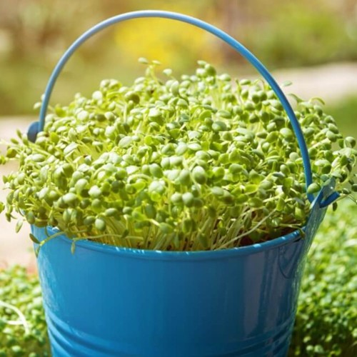 Rzeżucha Ogrodowa nasiona 10g