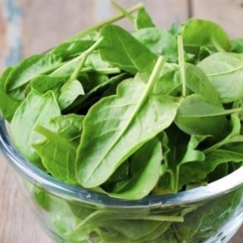 Szczaw Belwilski nasiona XL 100g