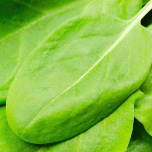 Szczaw Belwilski nasiona XXL 500g