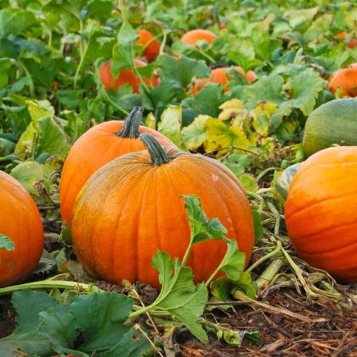 Dynia olbrzymia OTYLIA nasiona 4g