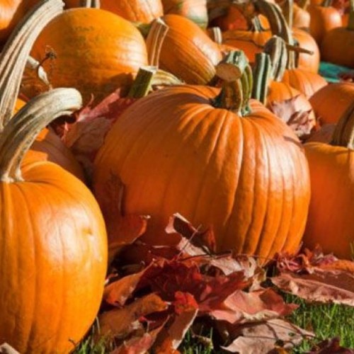 Dynia ozdobna jadalna JACK OLANTERN nasiona 2g