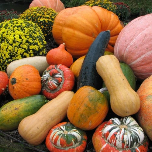 Dynia ozdobna BRODAWKOWATA mieszanka nasiona 15g