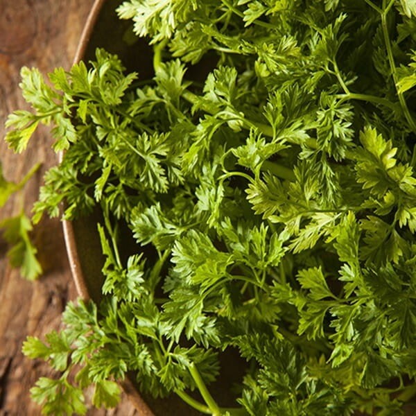 Trybula Commun (Anthriscus Cerefolim) nasiona 1g (2).jpg