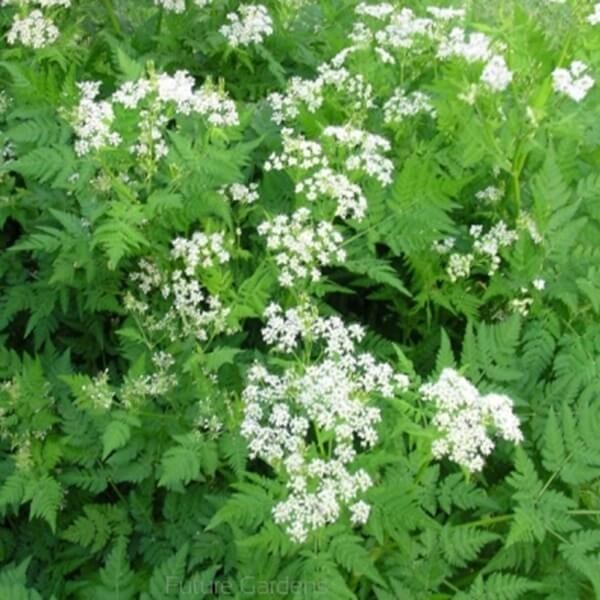 Trybula Commun (Anthriscus Cerefolim) nasiona 1g (3).jpg