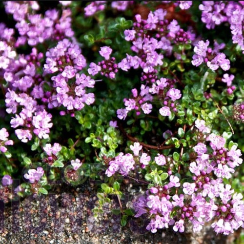 Tymianek właściwy - nasiona 0,5g