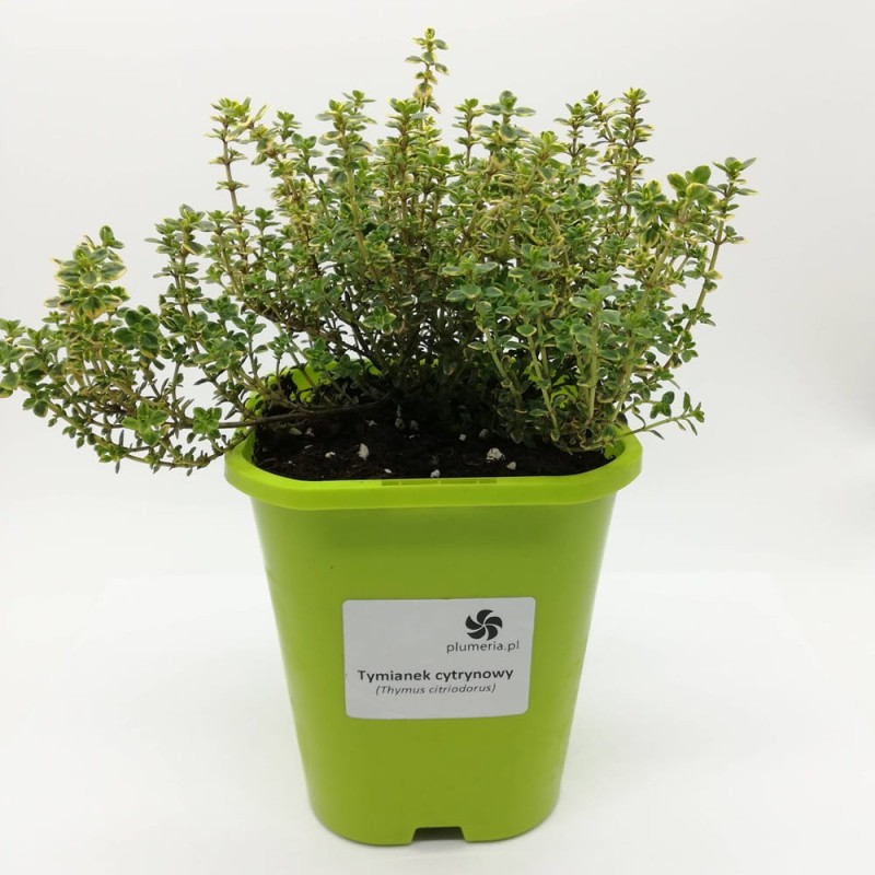 Tymianek cytrynowy (Thymus citriodorus) Sadzonka P9.jpg