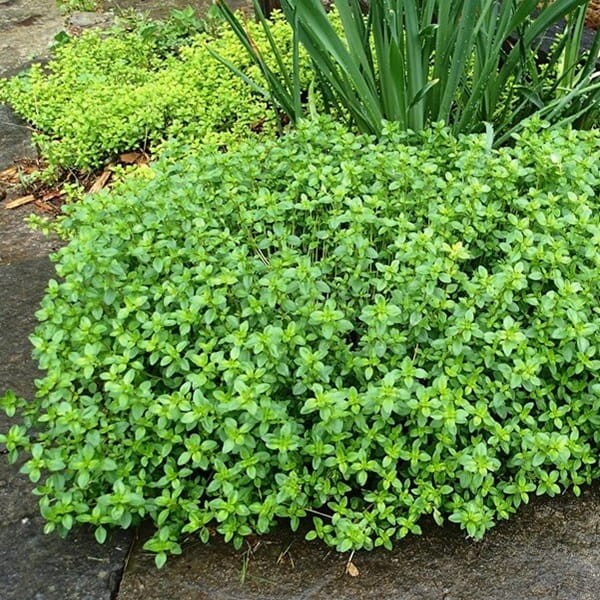 Tymianek cytrynowy (Thymus citriodorus) Sadzonka P9 (2).jpg