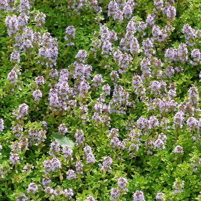 Tymianek cytrynowy (Thymus citriodorus) Sadzonka P9 (3).jpg