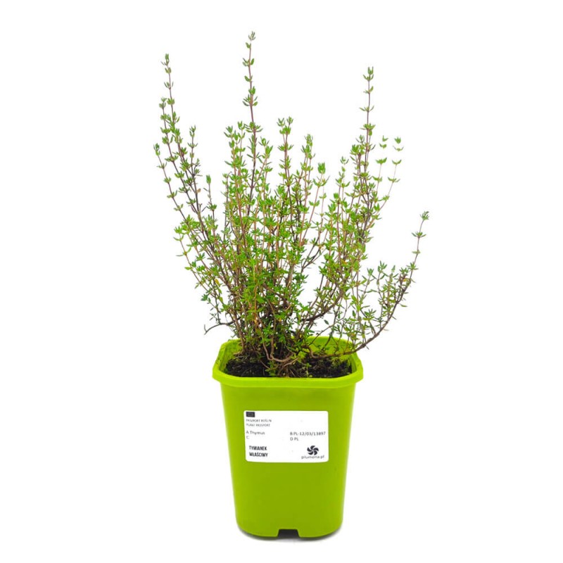 Tymianek właściwy (Thymus vulgaris) Sadzonka (1).jpg