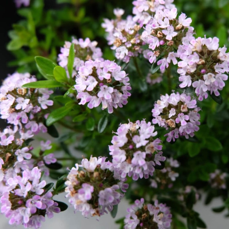 Tymianek właściwy (Thymus vulgaris) Sadzonka (2).jpg