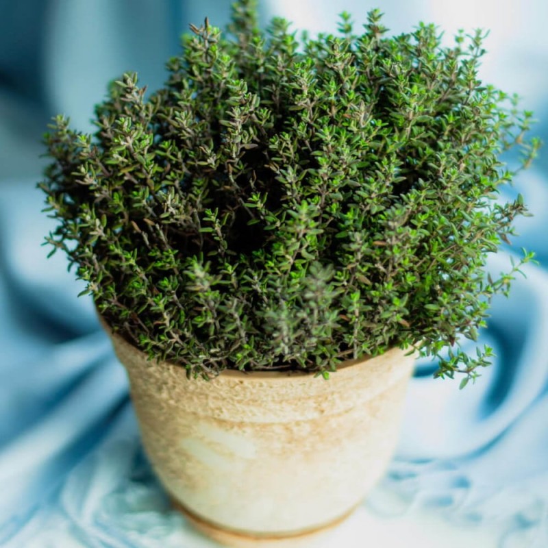 Tymianek właściwy (Thymus vulgaris) Sadzonka (3).jpg